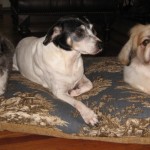 A Toile Bed for the Puppies! A Toile Bed for the Puppies!