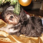 Duff thinks that he deserves a gift! Duff thinks that he deserves a gift!