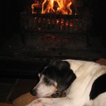Gertie loves the fire! Gertie loves the fire!