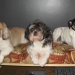 Barney, Duff and Gertie Barney, Duff and Gertie