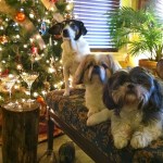 The Pups for Christmas 2011! The Pups for Christmas 2011!