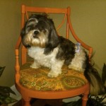 Duff in Dining Chair Duff in the Dining Chair Makeover