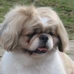Barney, the Peke Barney, the Peke