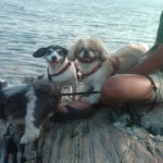 Gertie and Barney like the ocean in Maine . . . Gertie and Barney like the ocean in Maine . . .