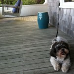 Duff relaxing in Maine! Duff relaxing in Maine!