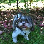 Duff Apple Picking Duff Apple Picking