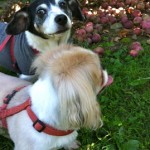 Gertie and Barney Apple Picking Gertie and Barney Apple Picking