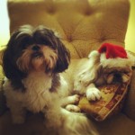 Duff and Barney Duff and Barney after decorating the trees!